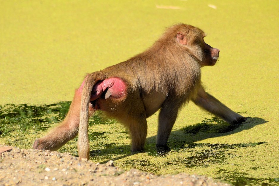 Павиан Мандрил