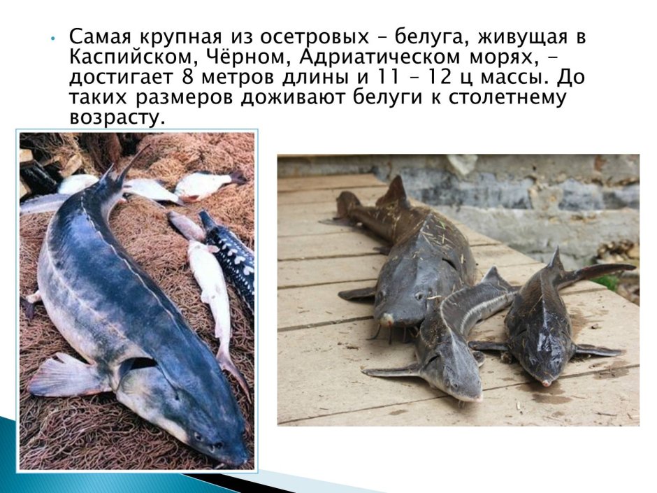 Белуга Черноморская