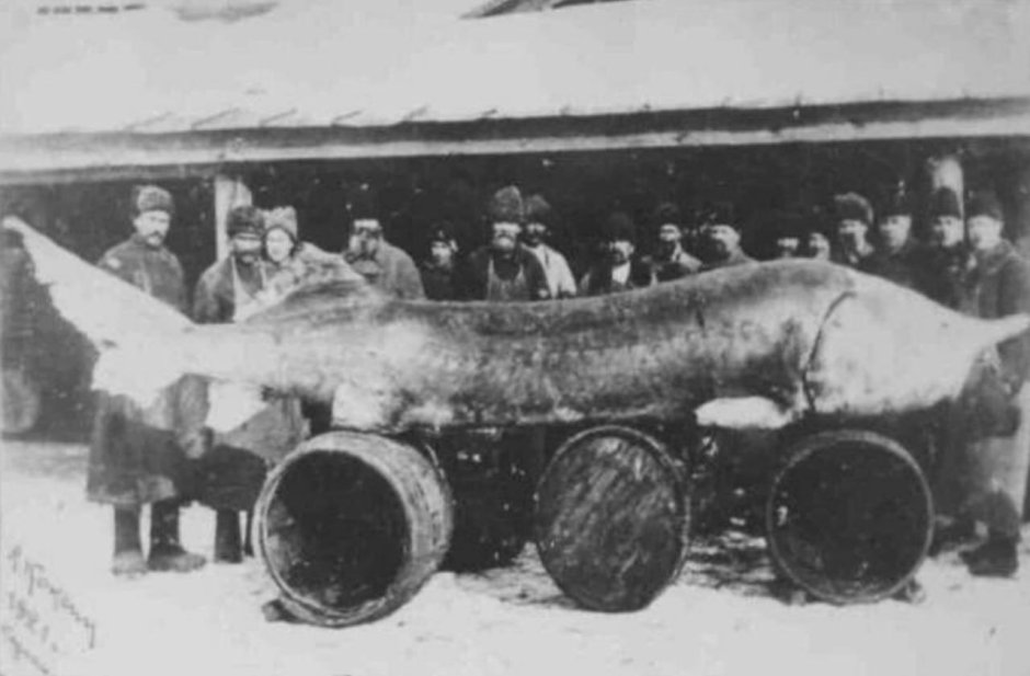 Волжская Белуга