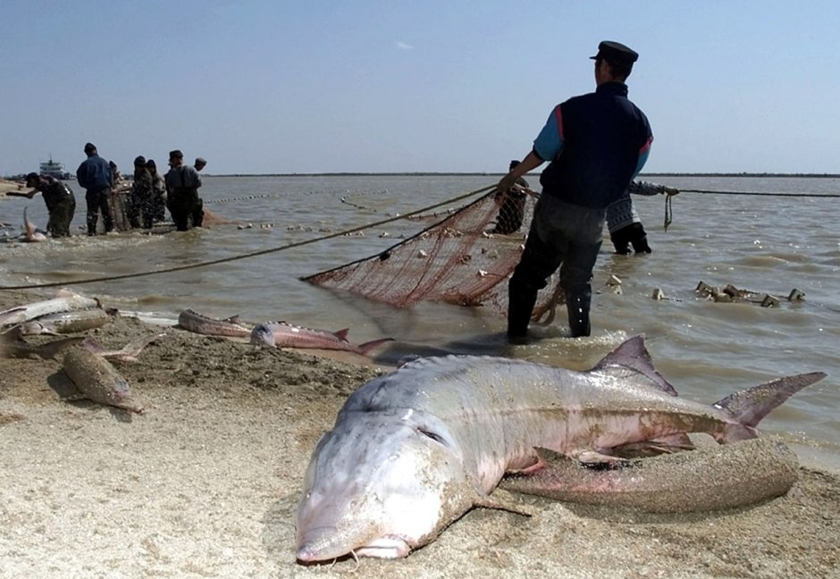 Осетр Каспийского моря