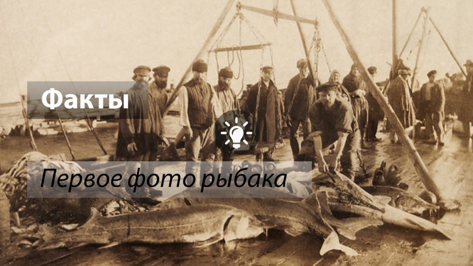 Белуга хищник