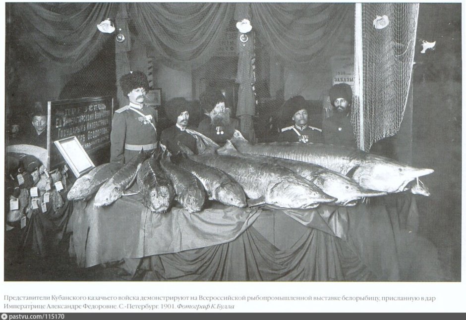 Белуга 500кг 1956 год Азовское море