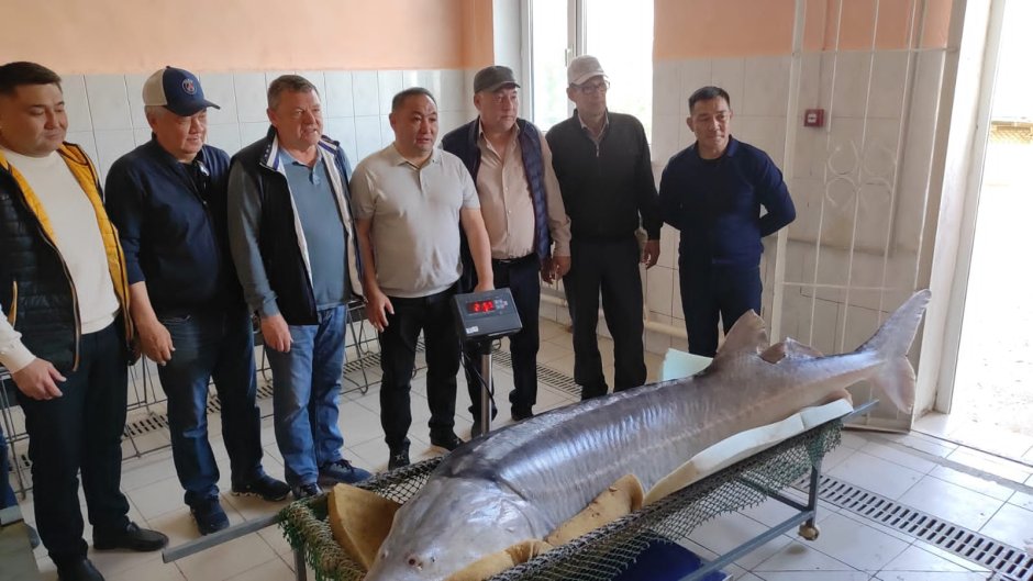 Промысел осетровых рыб в Каспийском море