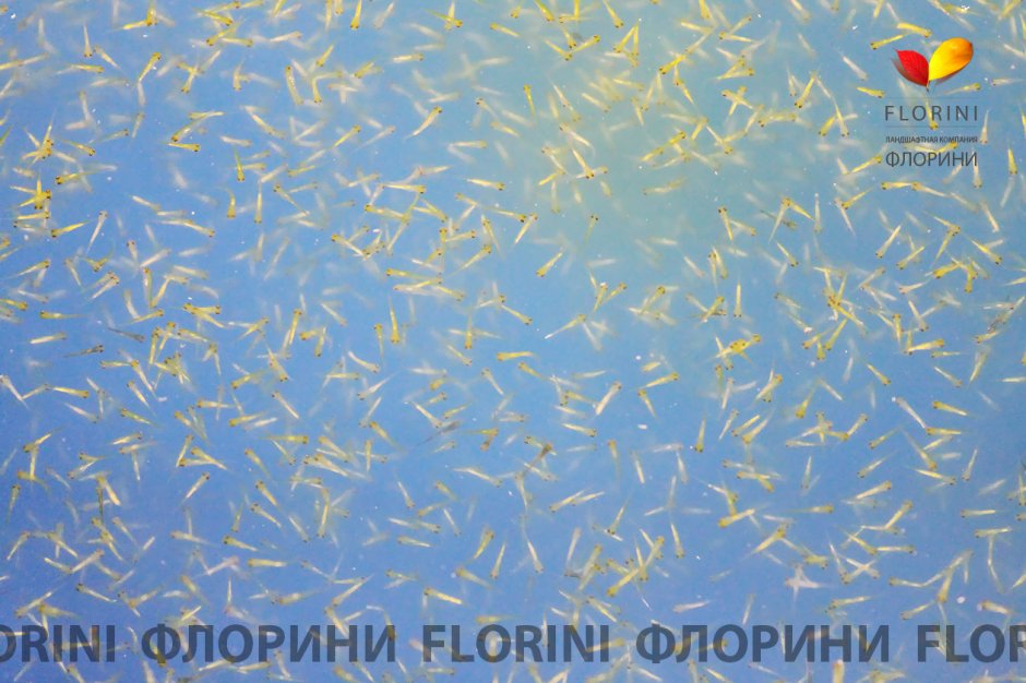 Мальки Карпов кои