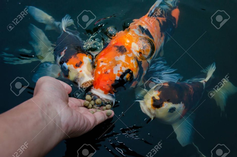 Карп кои кормление