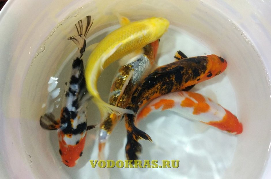 Мальки карпа кои