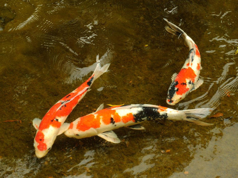 Карпы кои