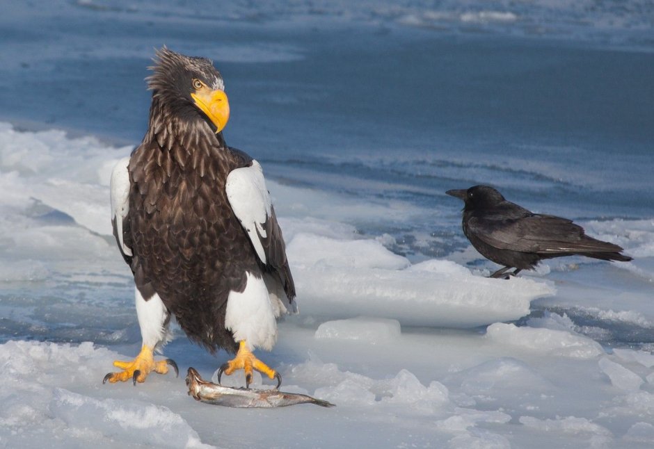 Haliaeetus sanfordi