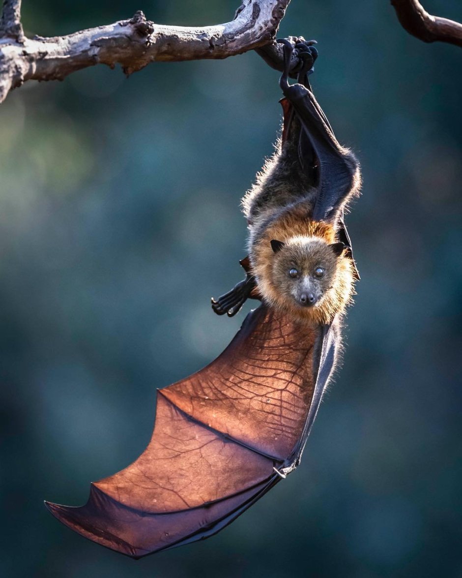 National Geographic летучие мыши