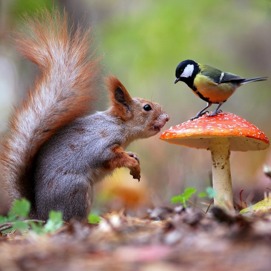 Птицы, белки