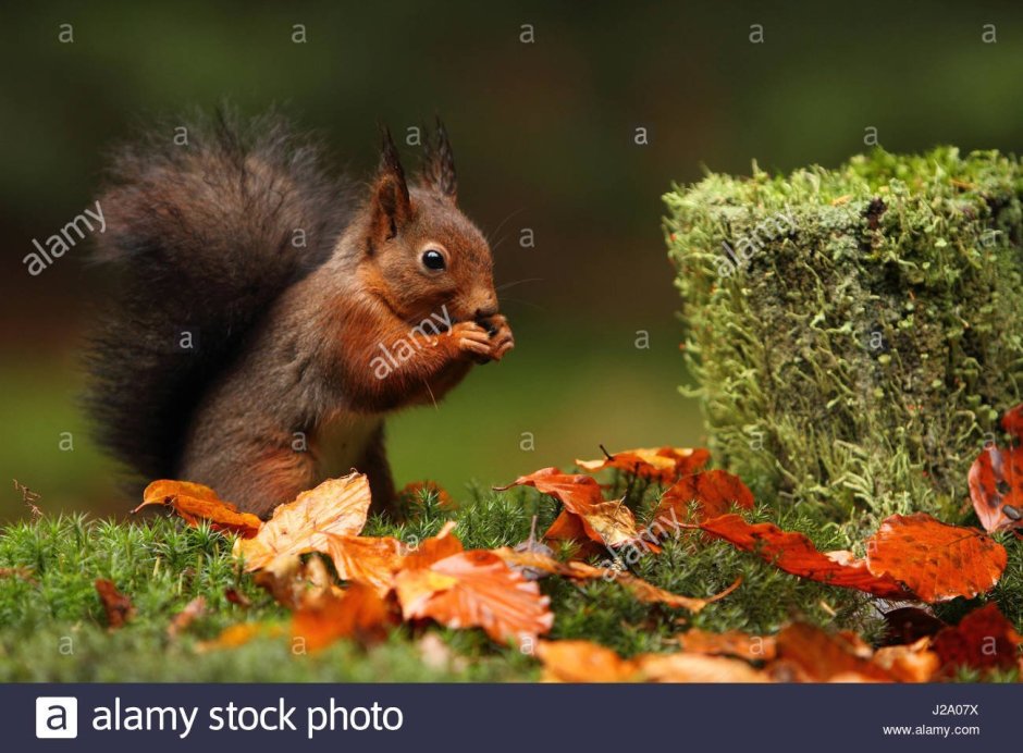 Природа осень животные