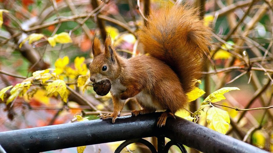 Лисья белка