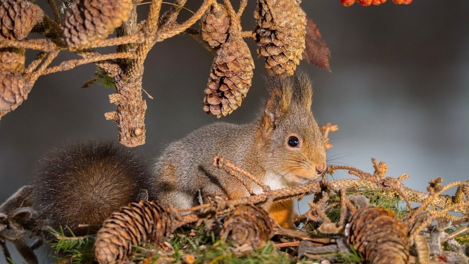 Животные осенью