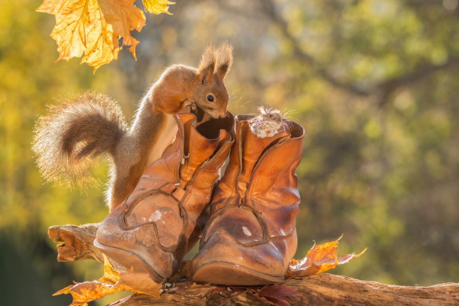 Осень звери