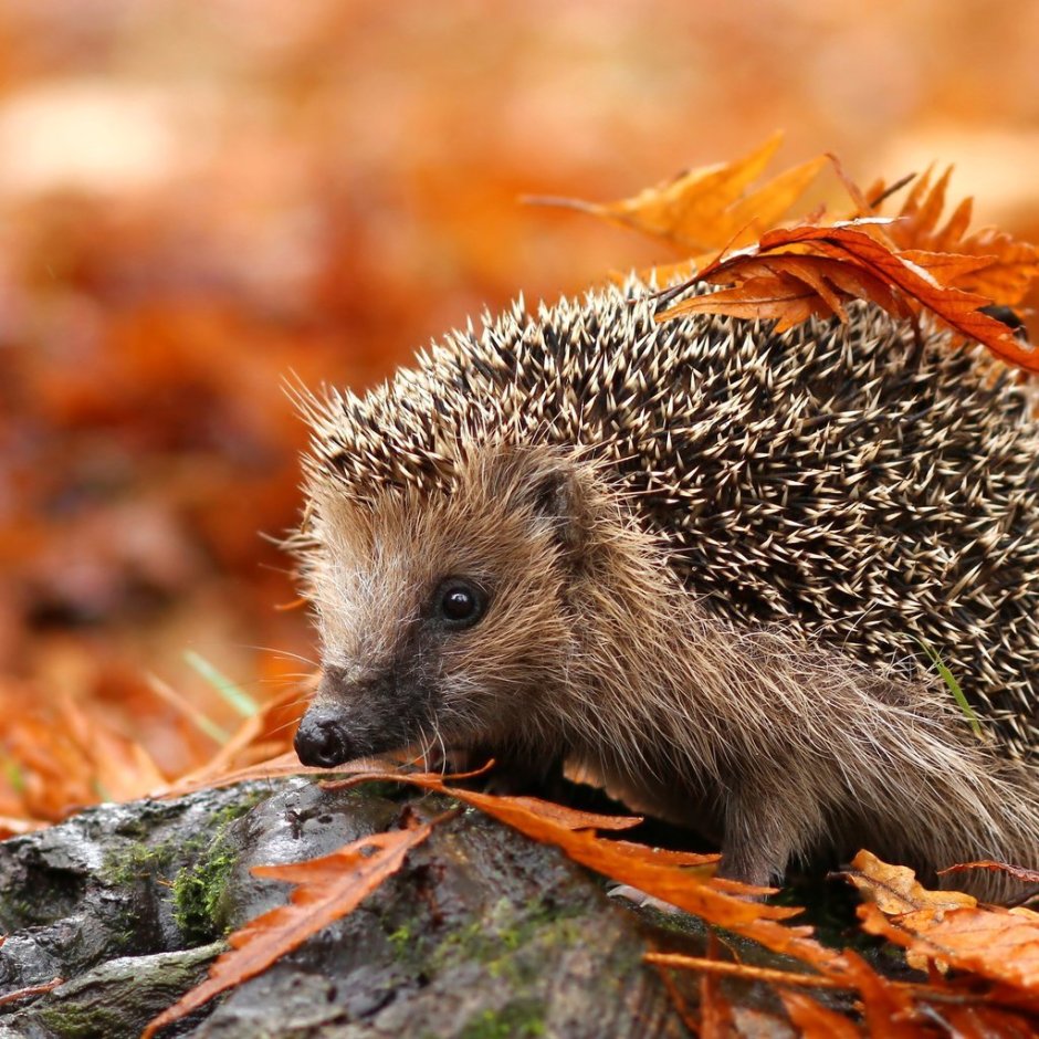 Животные осенью