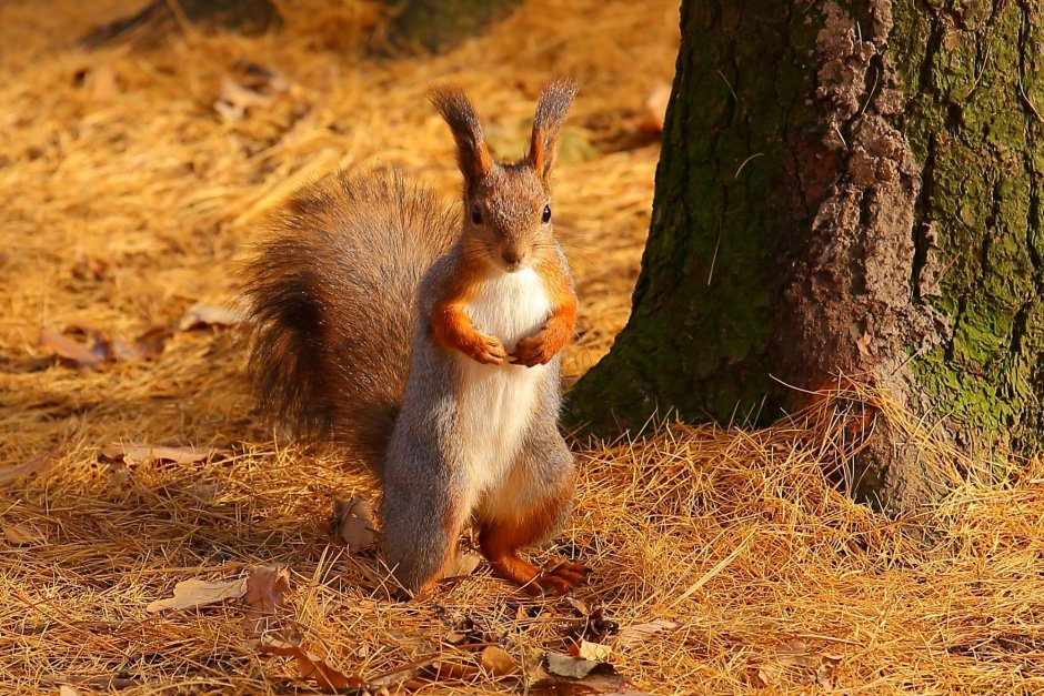 Красивая Белочка