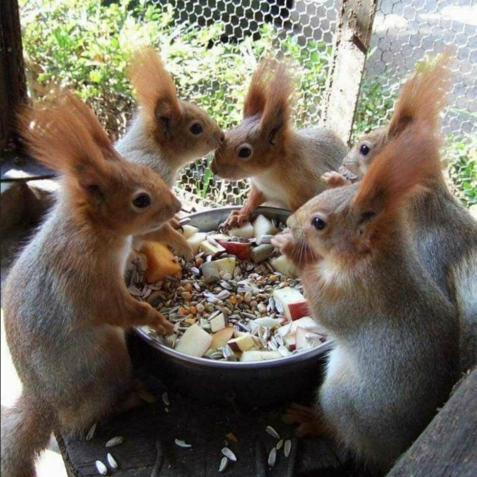 Много белочек