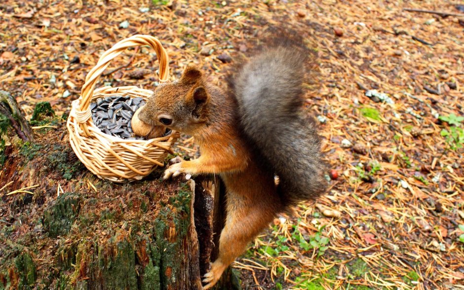 Белка в лесу