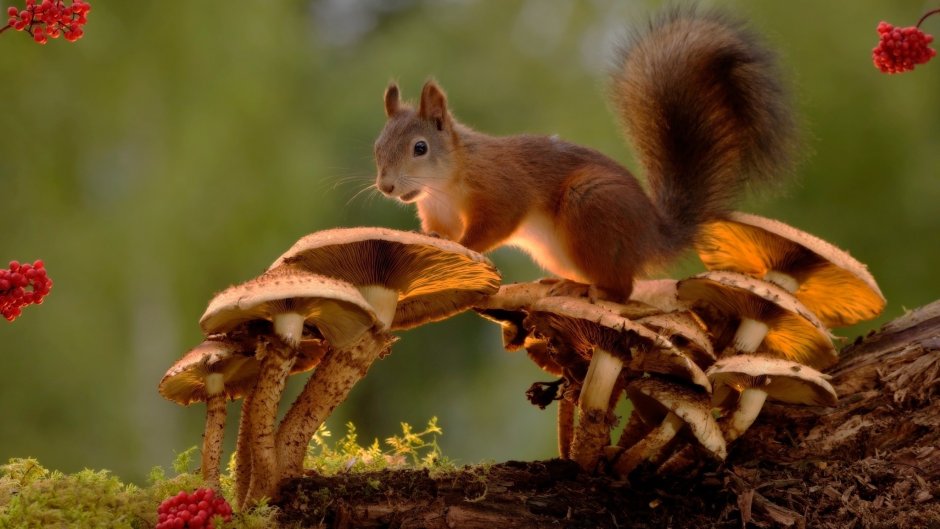 Животные осенью