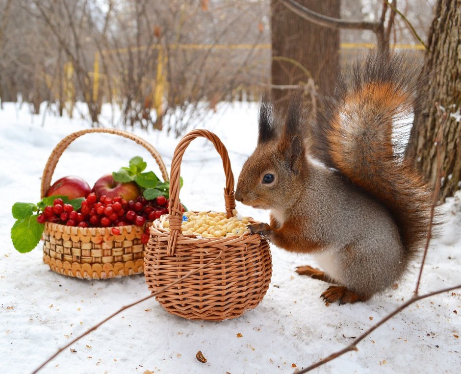 Белка с ягодами