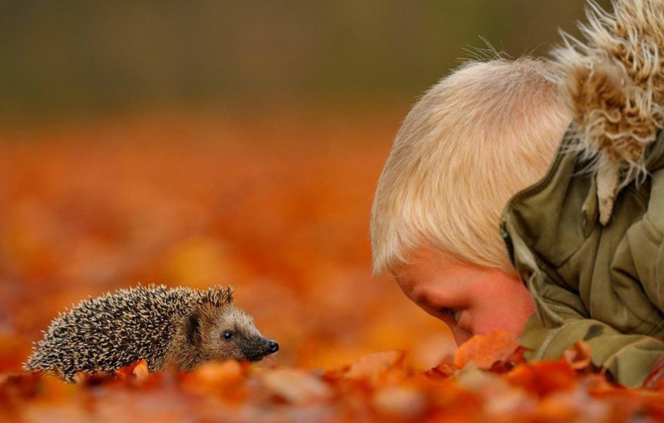 Животные осенью для детей