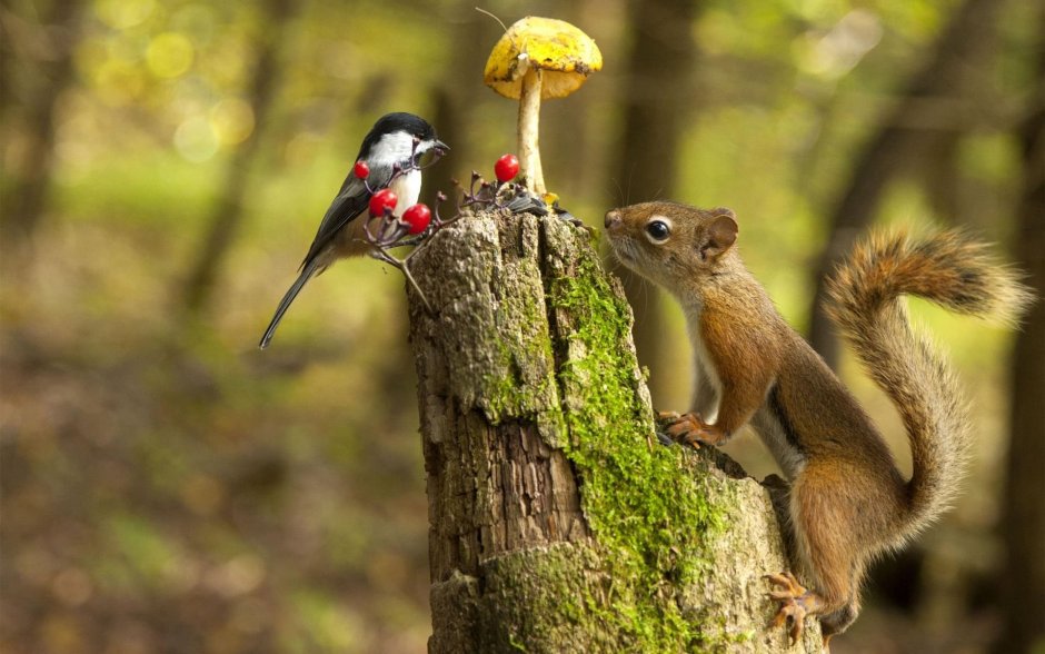 Белка с грибом
