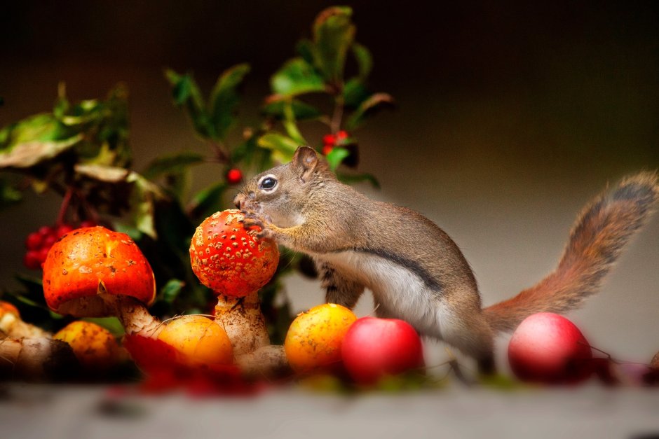 Грибы и животные