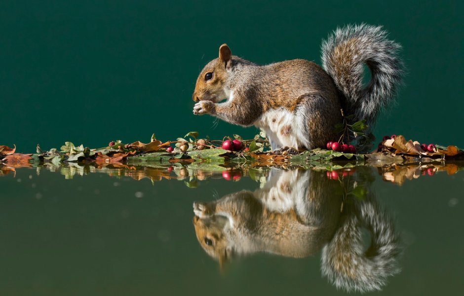 Белки животные