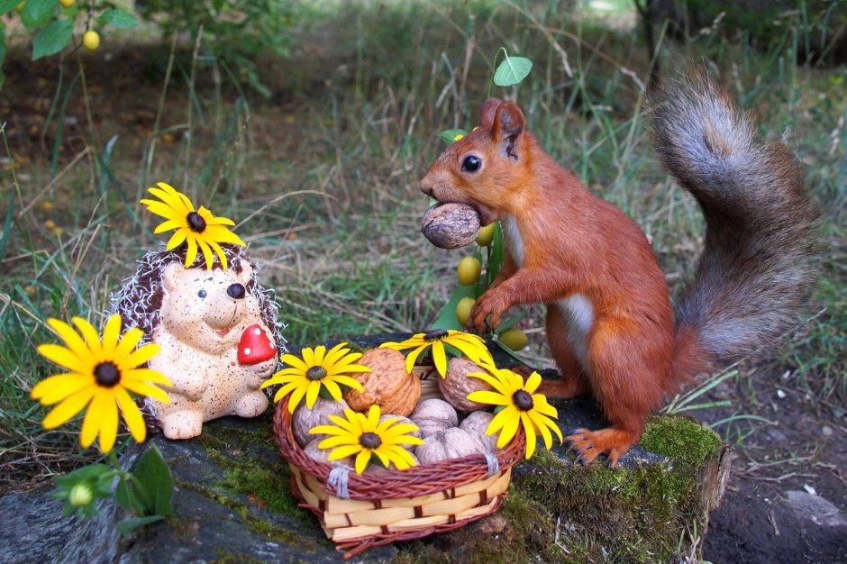 Белка и Ёжик