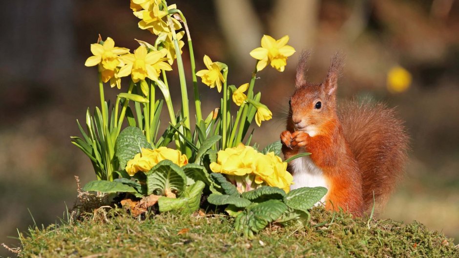 Весна природа животные