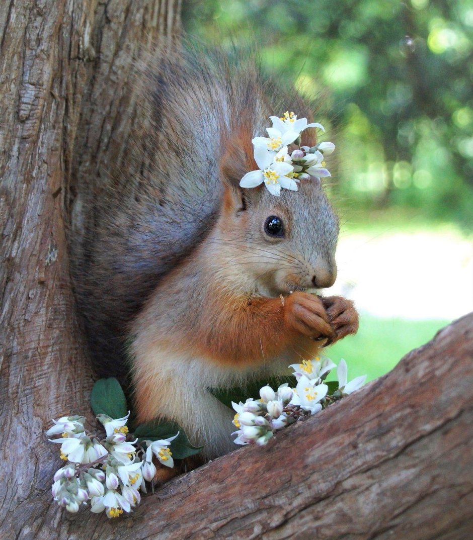 Весна животные