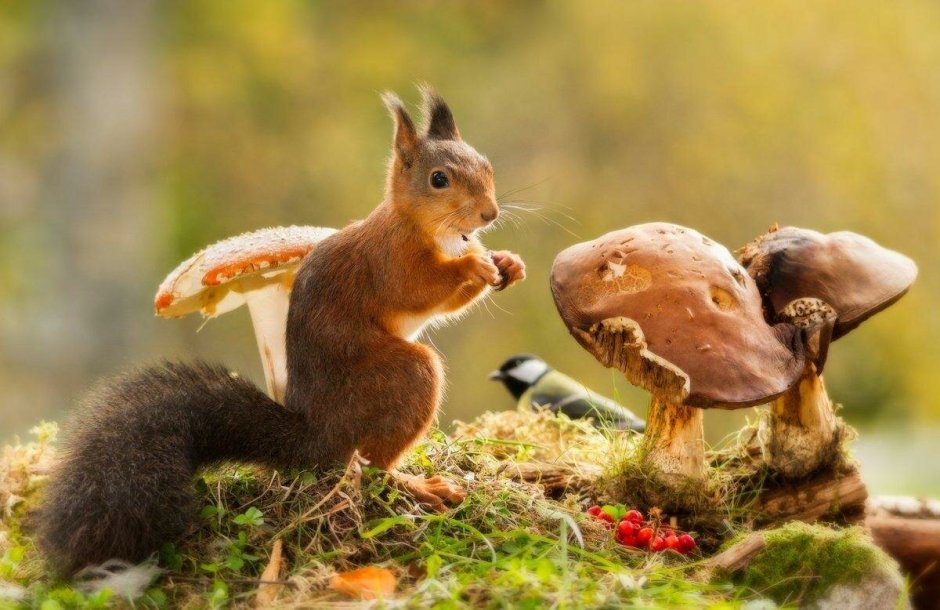 Белочка с грибочком