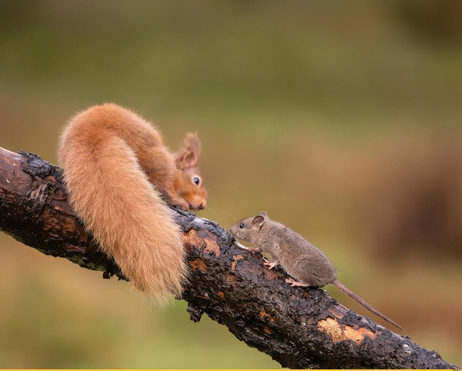 Крыса-белка Лаос
