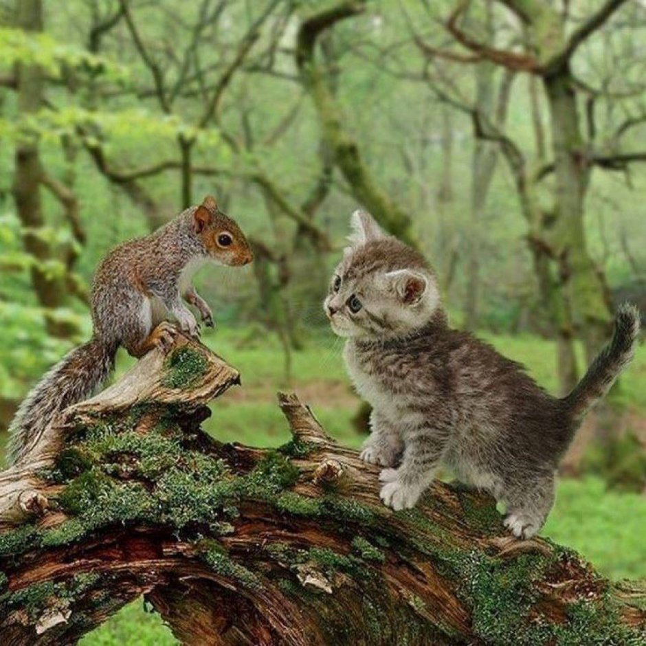 Кошка белка