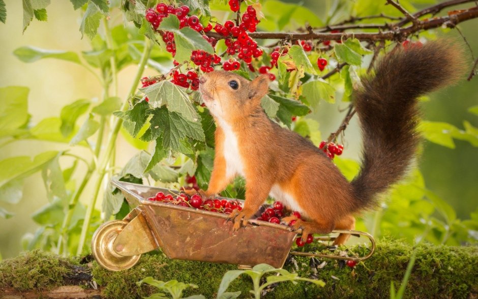 Белочка в осеннем лесу