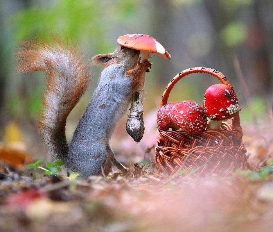 Вадим Трунов белки и птицы