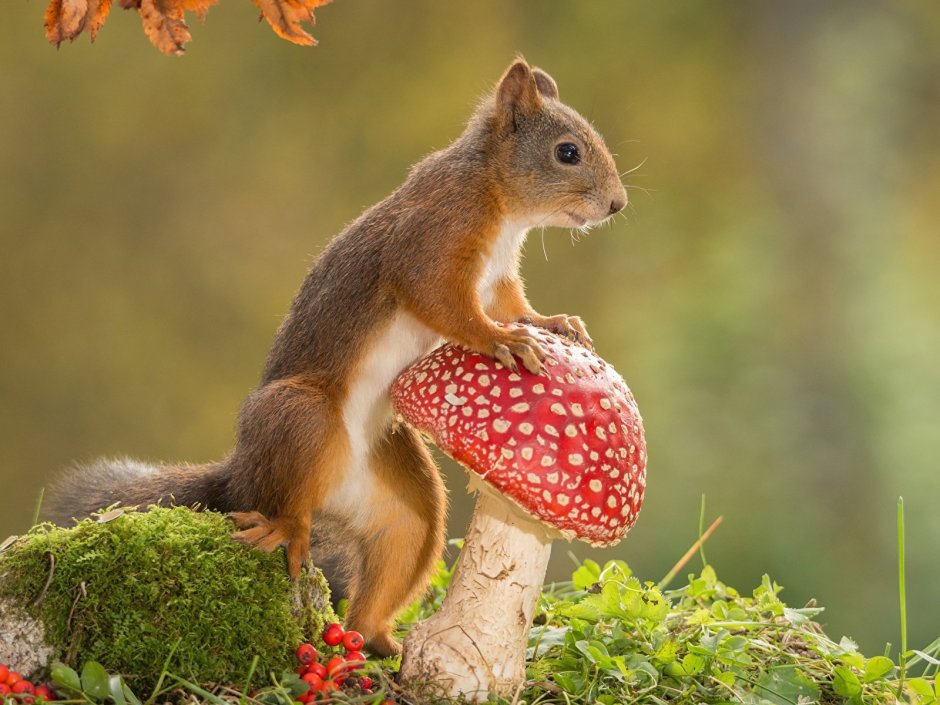 Белка с грибом