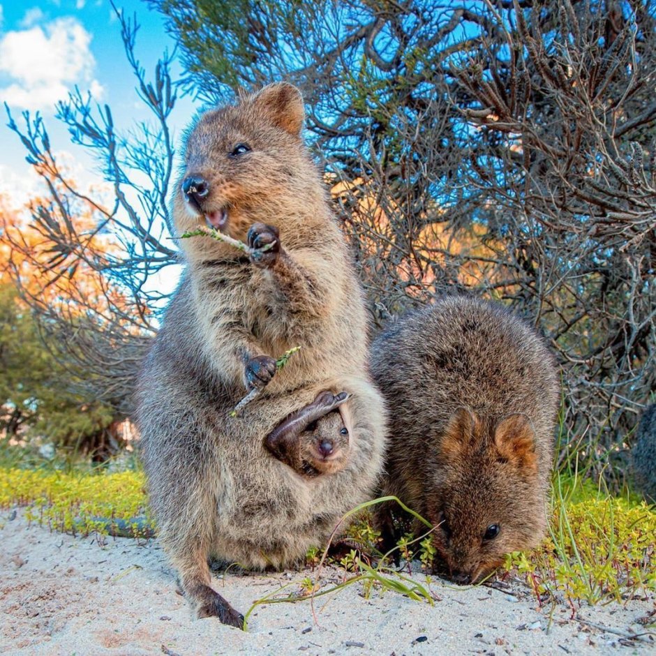 Квокка стая