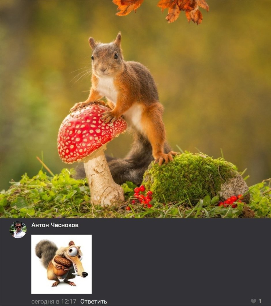 Милые животные осенью