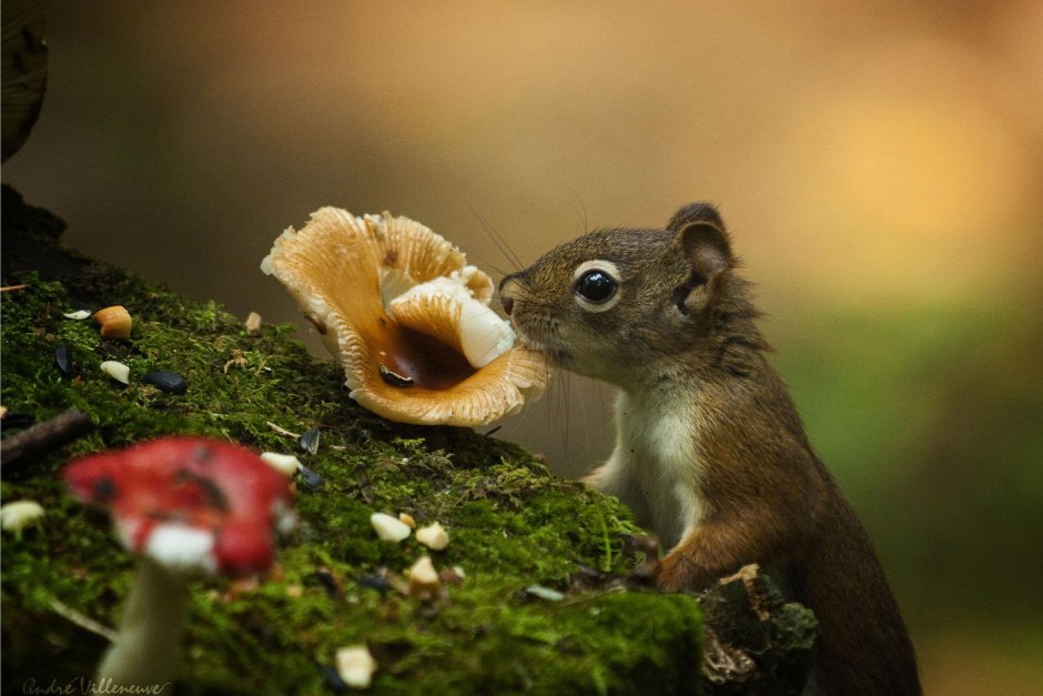 Грибы и животные