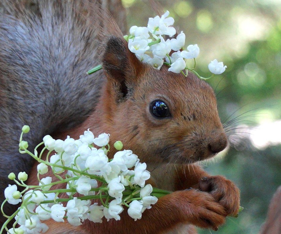 Белочка Весенняя
