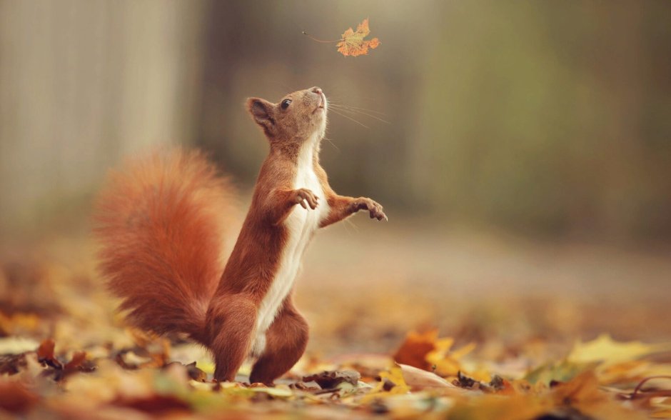 Осень белки