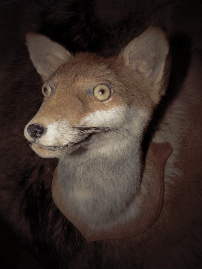 Упоротые чучела животных