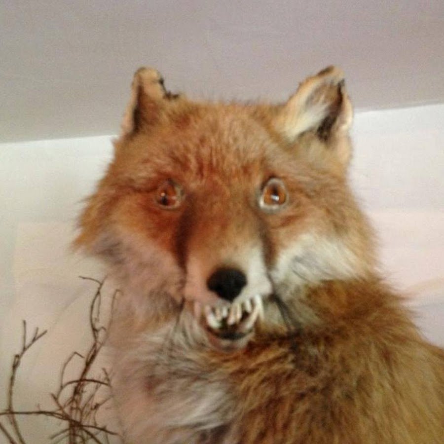 Страшная тибетская лиса