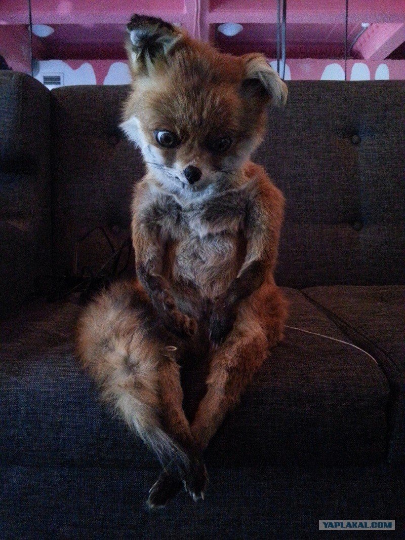 Упоротая лиса