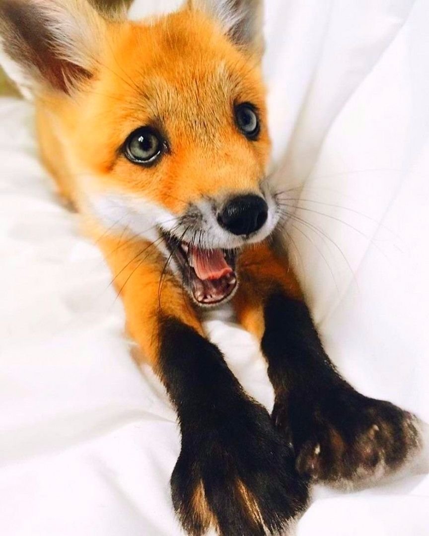 Мемы про ИС