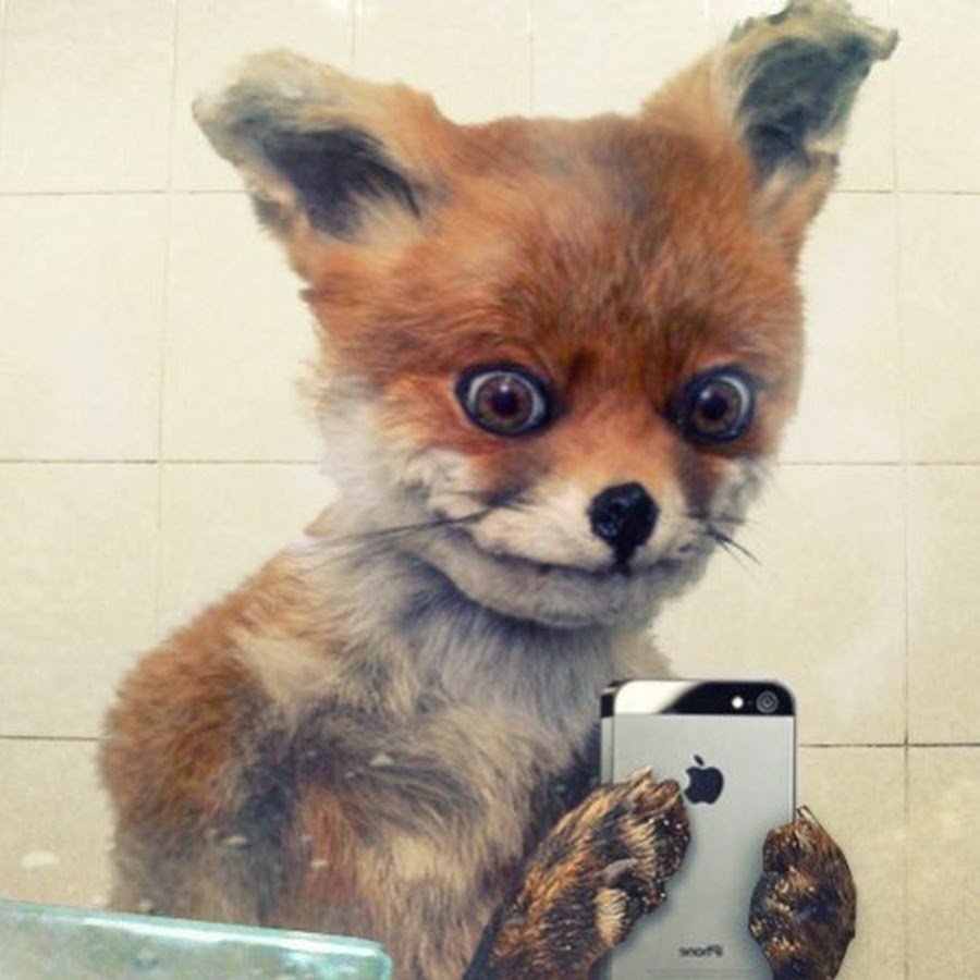 Лиса наркоман