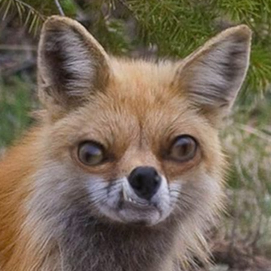 Подозрительная лиса