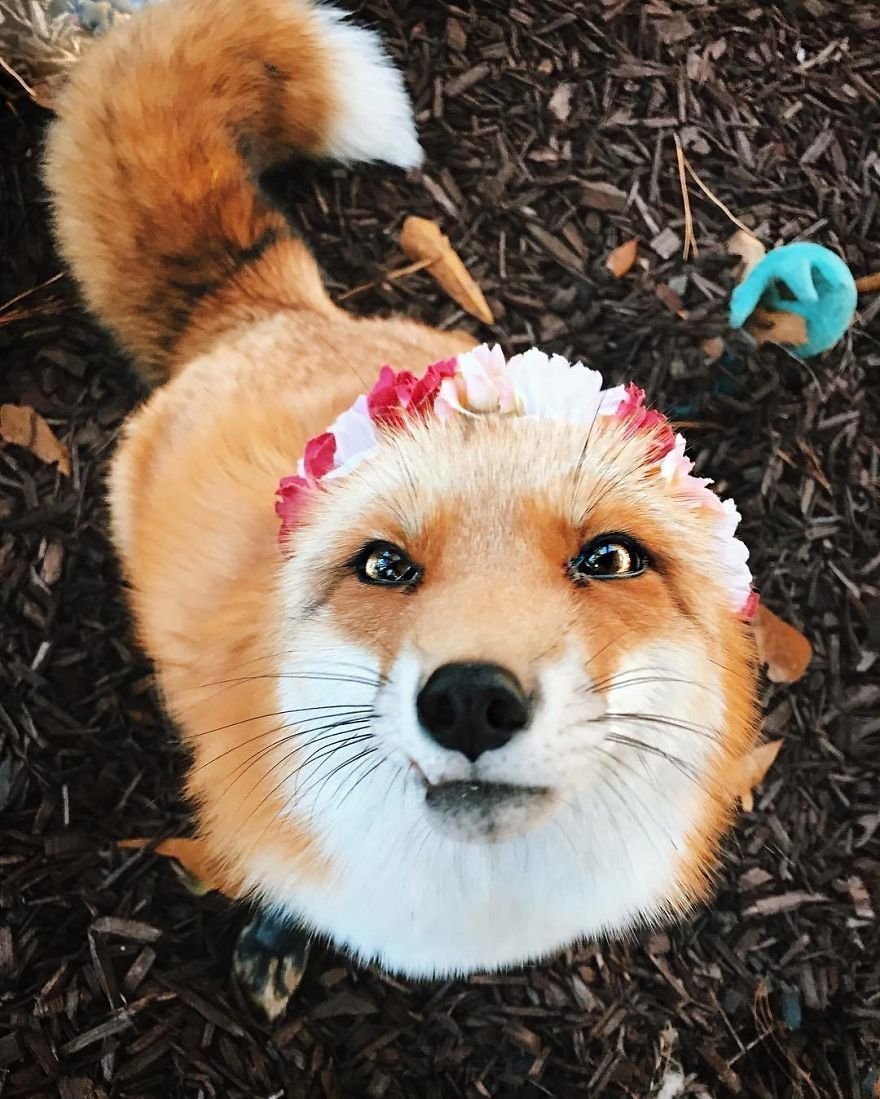 Лиса Джунипер новый год