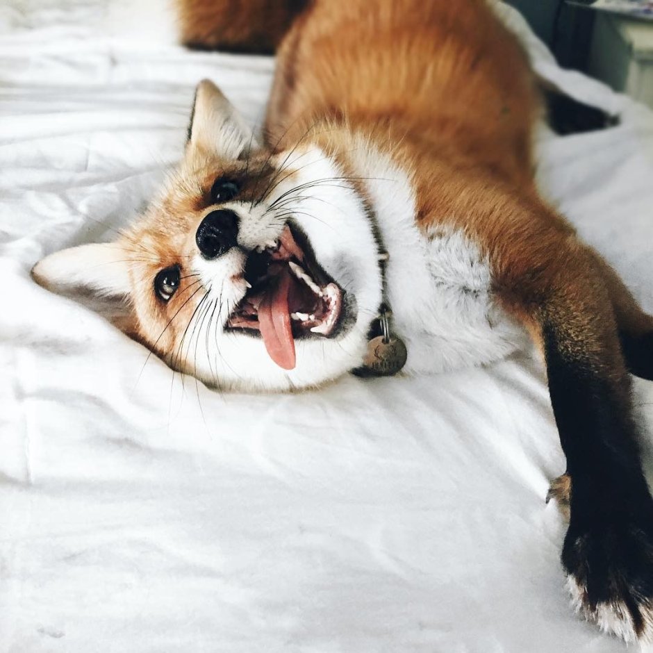 Счастливая лиса Джунипер